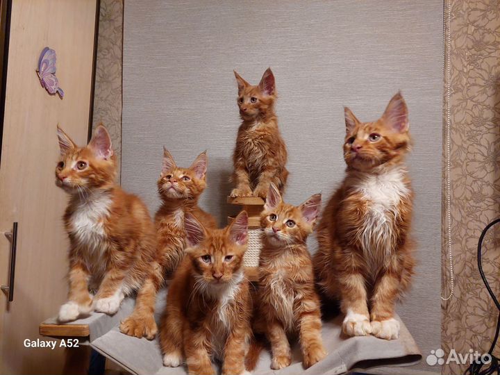 Котята мейн-кун
