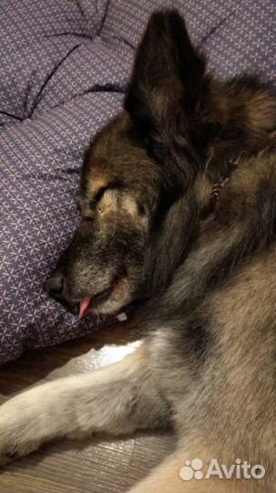 Красавчик Вальтер В Дар В Добрые Руки