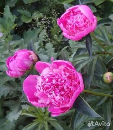 Пионы саженцы корни