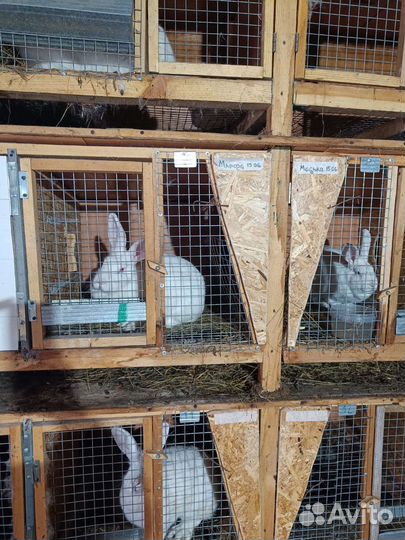 Кролик белый панон