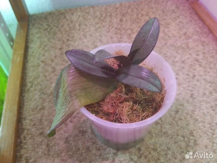 Орхидея фаленопсис