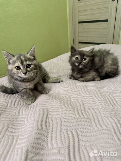 Маленькие котята