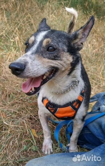 Маленькие собаки из приюта