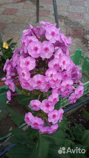 Флоксы многолетние метельчатые