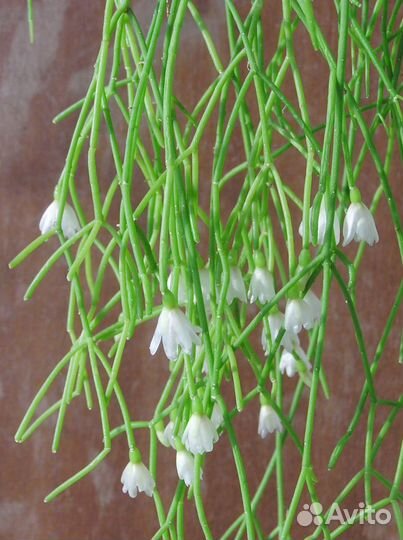 Рипсалисы - лесные кактусы