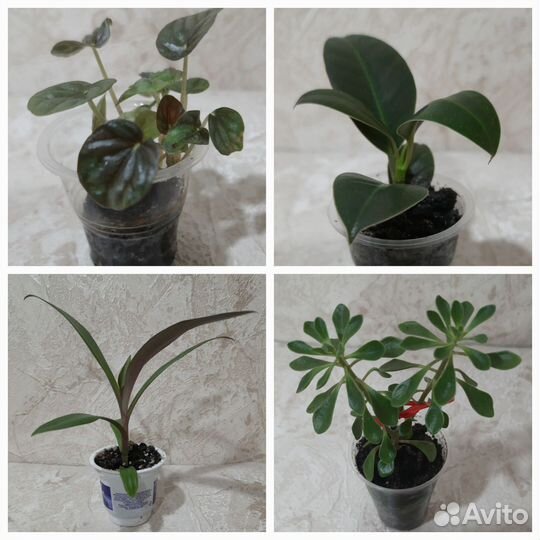 Комнатные растения