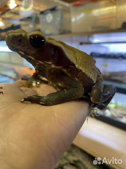 Бурая жаба Bufo guttatus