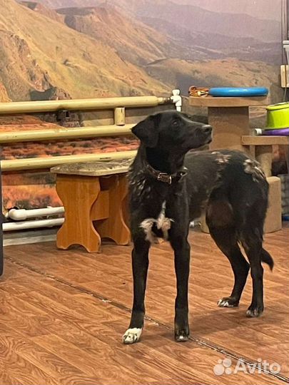 Две девочки в добрые руки