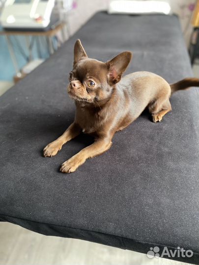 Вязка чихуахуа