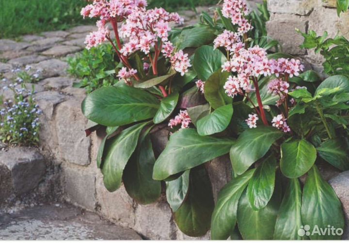 Бадан толстолистный