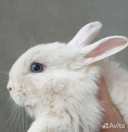 Декоративные кролики