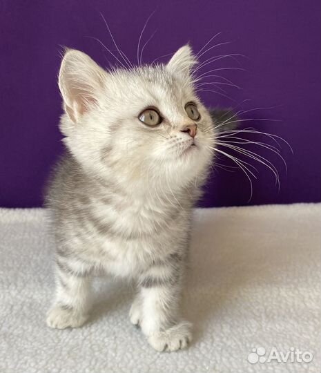 Кошечка