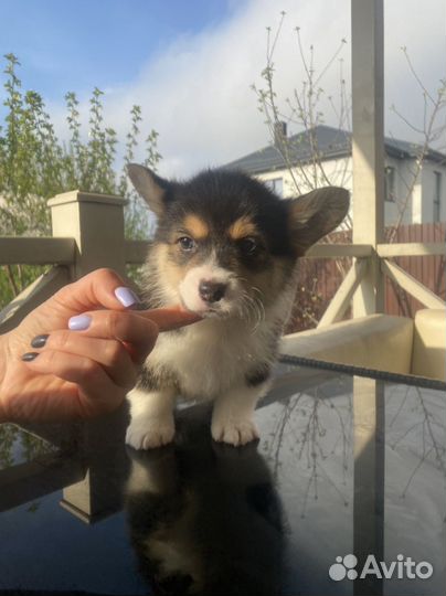 Щенки корги