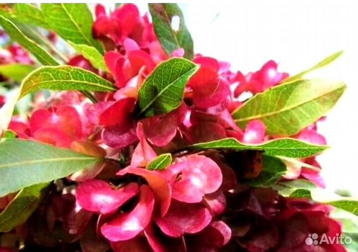 Декабрист шлюмбергера