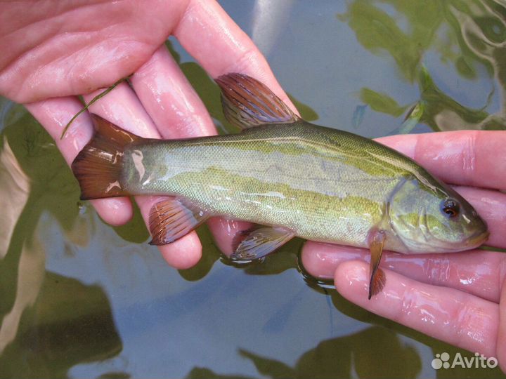 Линь для развода в своём водоёме