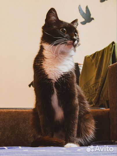 Кошка стерилизованная