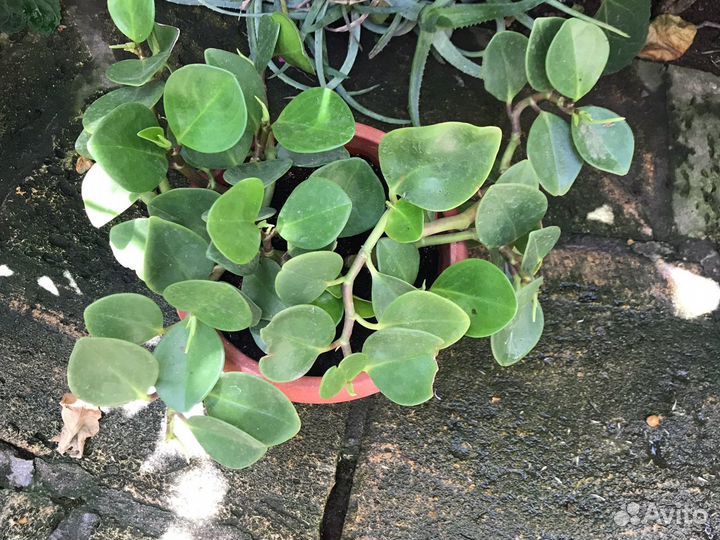 Продам цветы комнатные