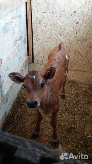 Телка джерсейской породы