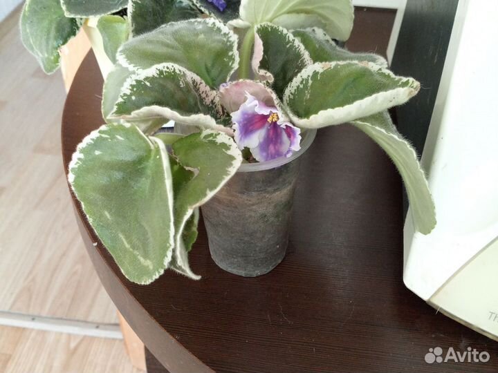 Сортовые фиалки цветущие