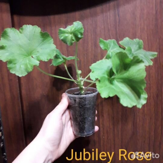 Пеларгонии сортовые