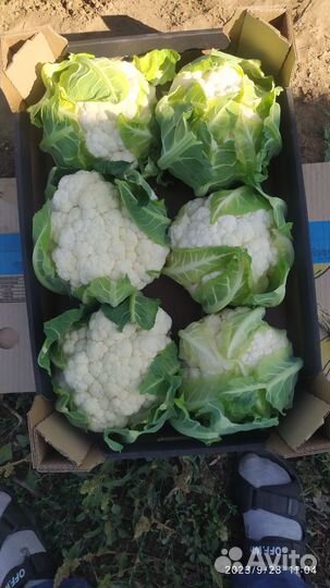 Цветная капуста и Брокколи пекинская капуста