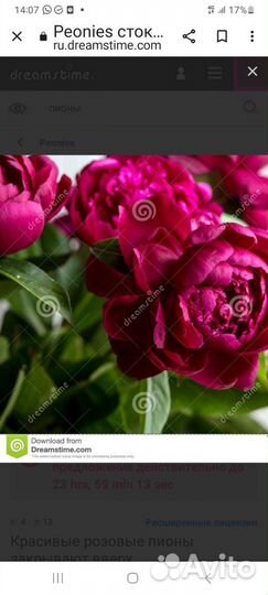 Пионы сорт канзас бордовые