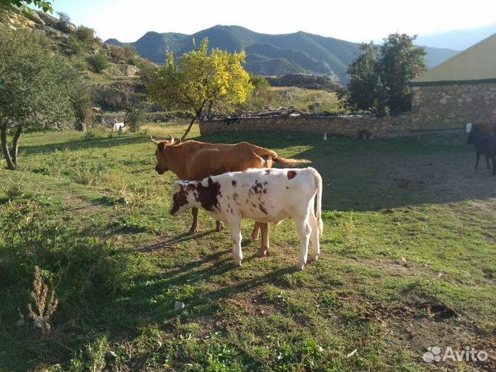 Корова с бычком