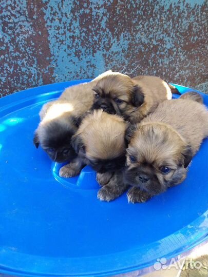Щенки пекинеса