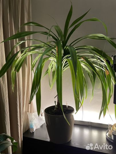 Пальма панданус винтовая пальма