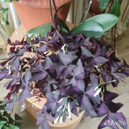 Продам цветы комнатные