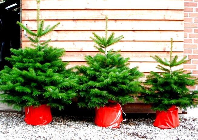 Пихта Фразера/Нордмана Нобилис Лапник оптом