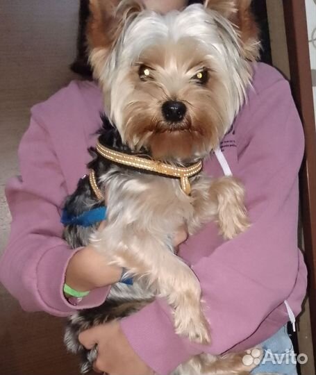 Продам йоркширского терьера