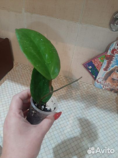 Хойя