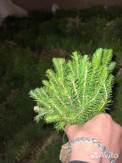 Саженцы сосны окс от производителя