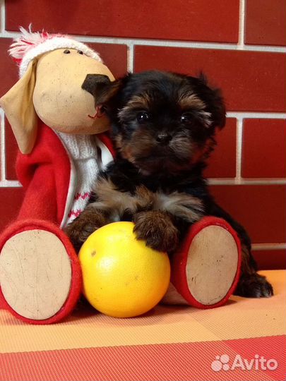 Йоркширский терьер щенки