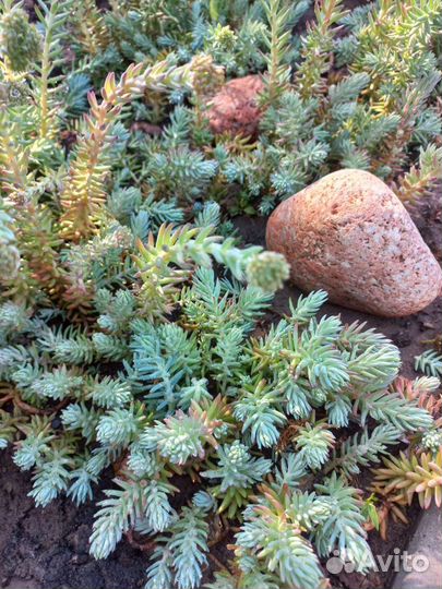 Многолетники Почвопокровники