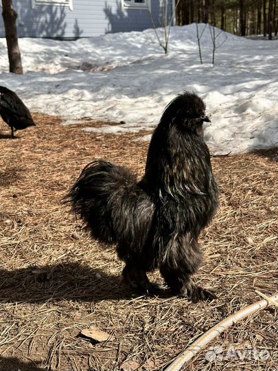 Петух Китайский шелковый