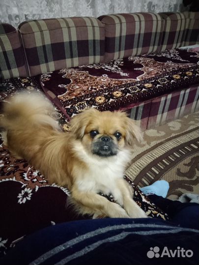 Пекинес. Вязка