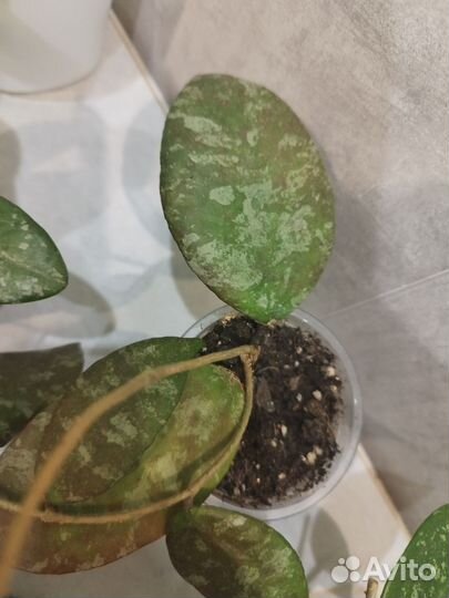 Хойи разные сорта