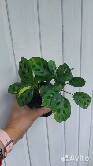 Маранты разные