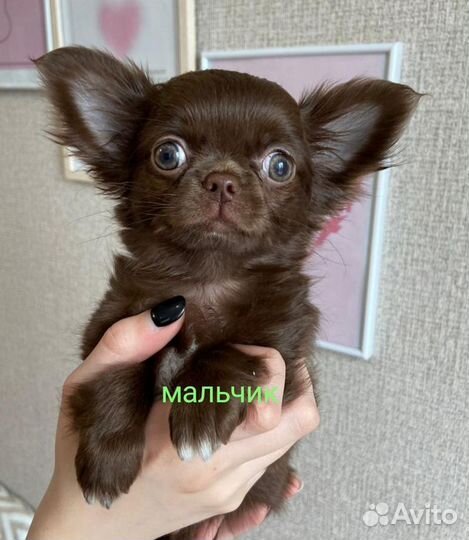 Чихуахуа
