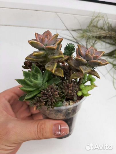 Наборы свежесрезанных суккулентов
