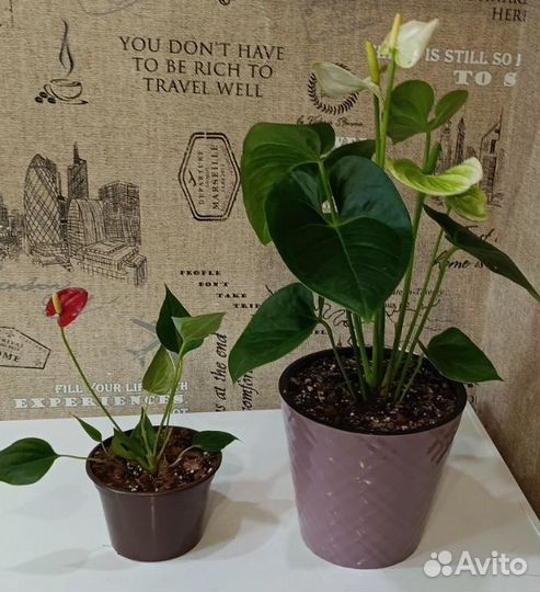 Антуриум (мужское счастье)