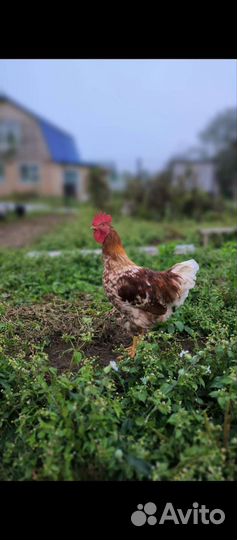 Продаются петушки 4,5 мес