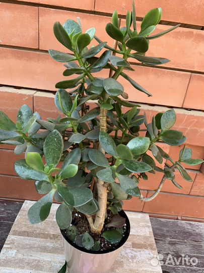 Разные комнатные растения