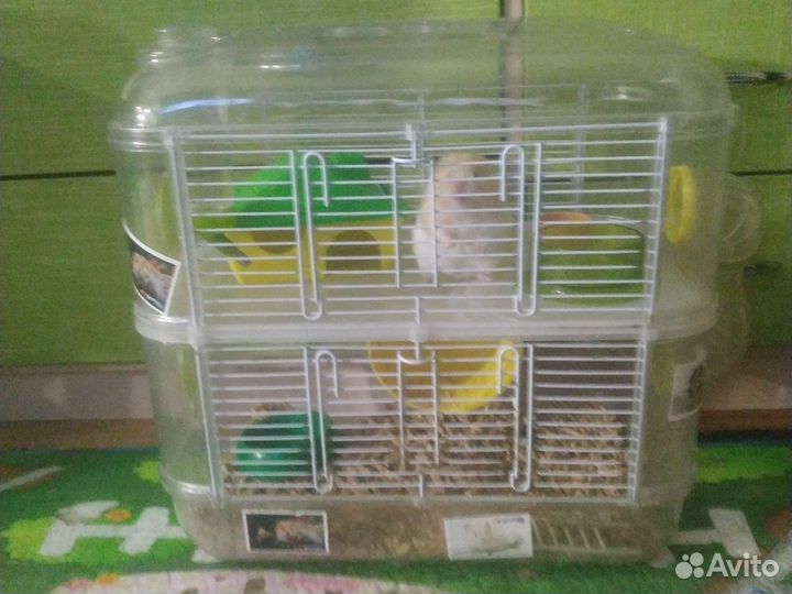 Клетка с сирийским хомяком