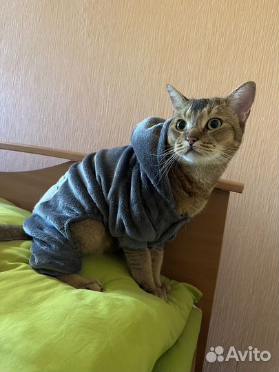 Одежда для собак и кошек