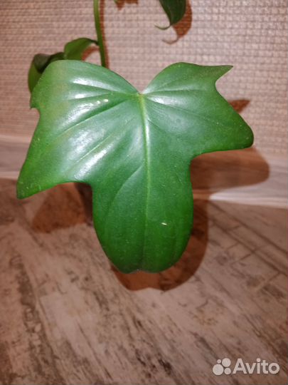 Филодендрон