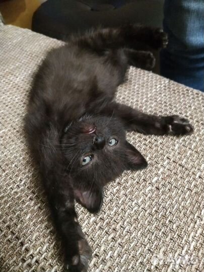 Котята приносящие в дом счастье