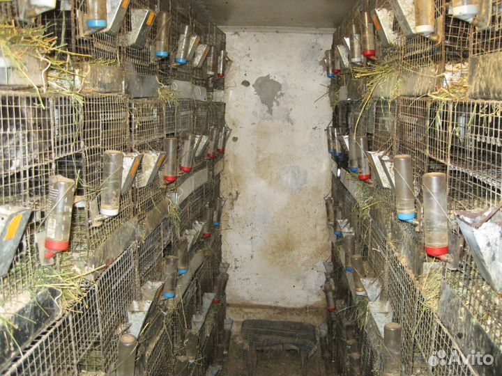 Племенные шиншиллы